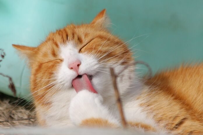 um lindo gatinho lambendo as patas.