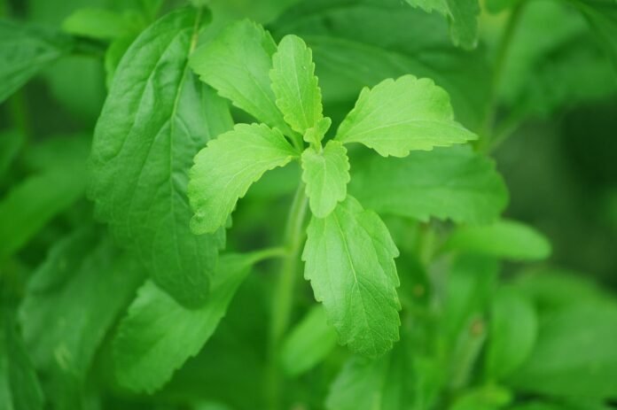 planta stevia in natura.