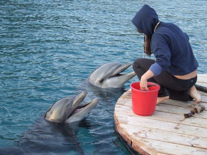 uma treinadora de capuz alimentando dois golfinhos.