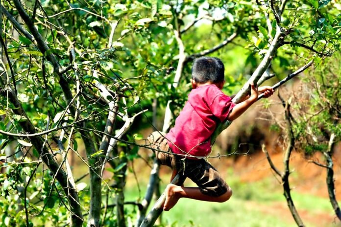 MENINO DE CAMISA VERMELHA SUBINDO NOS GALHOS DE UMA ARVORE.