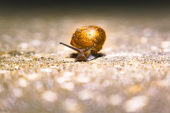 Foto de um caracol dourado (Pomacea canaliculata)