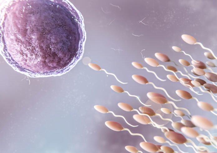 arte de um ovulo e muitos espermatozoides.