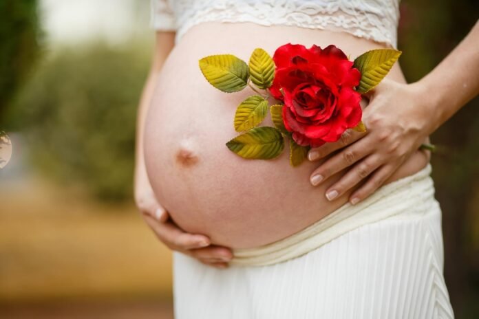 barriga de uma gravida segurando uma flor vermelha.